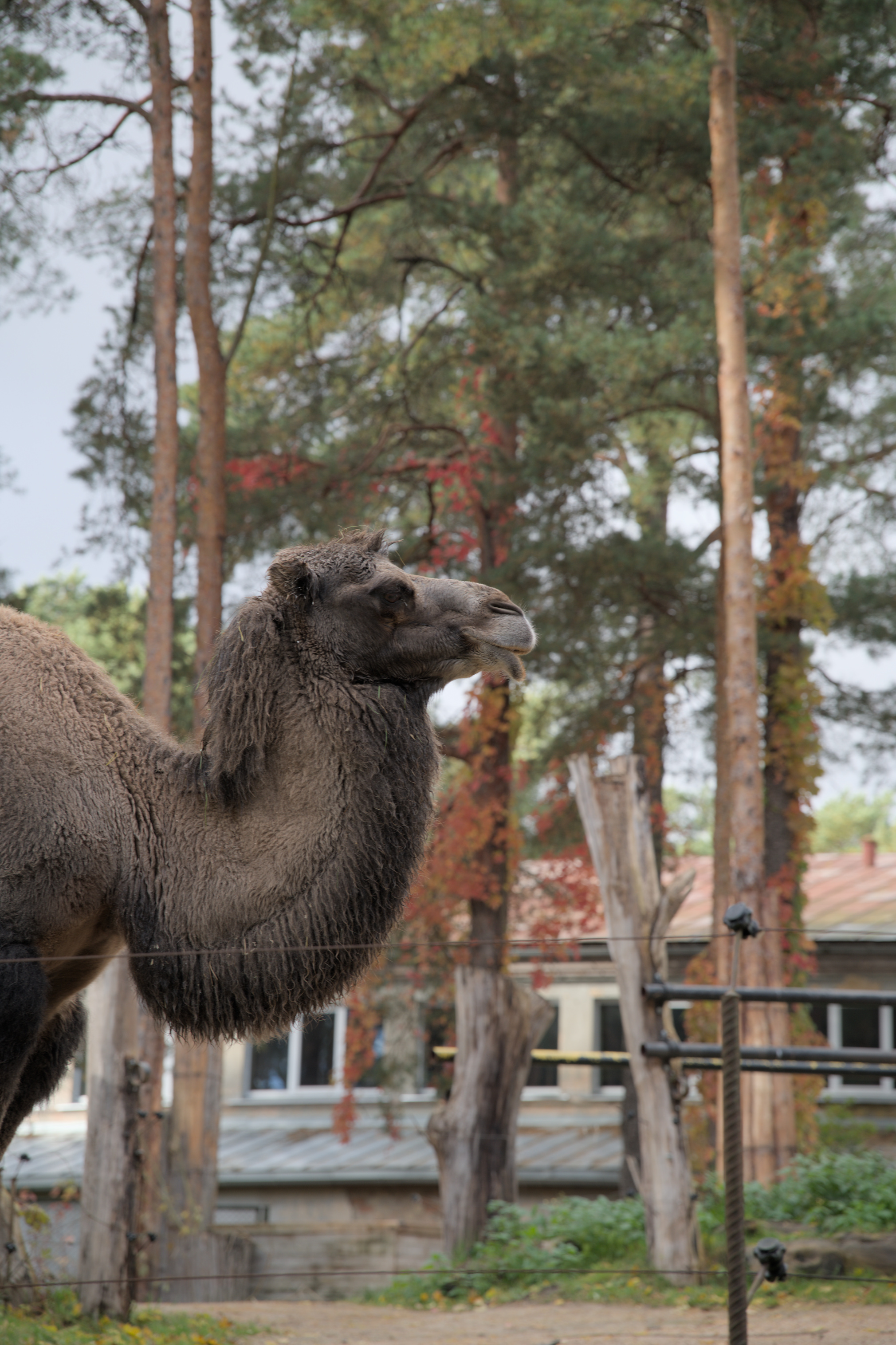 2025/10/12 - zoo/DSC_0045.jpg